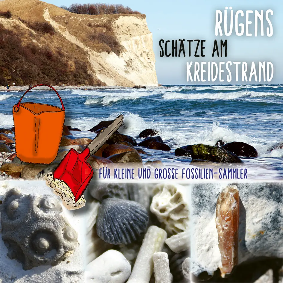 Rügens Schätze am Kreidestrand - Für kleine und große Fossiliensammler